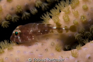 Clingfish at night at Barracuda Shoal, Exumas by Tobias Reitmayr 